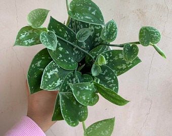 Refinery 29's Guide to Cheap Gifts that Look Anything But, Pothos Marble Queen plant.