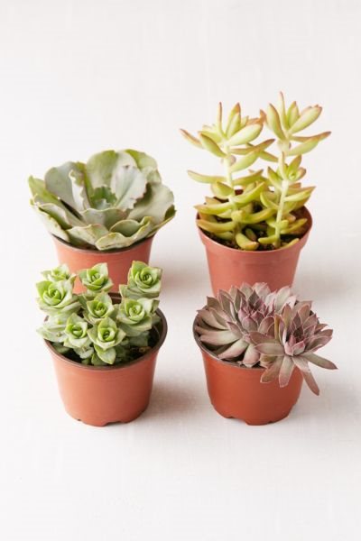 Succulents Set | Urban Outfitters