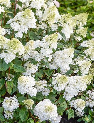 Pee Gee Hydrangea Sundae Fraise | Tesselaar