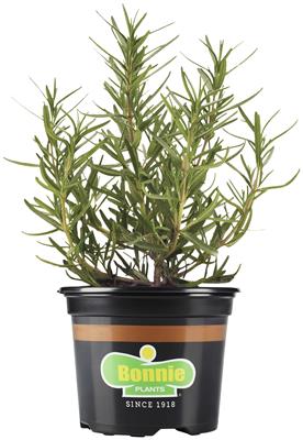 Bonnie Plants Ellagance Lavender 25 oz. - Walmart.com