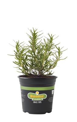 Bonnie Plants Rosemary 2.32 qt. - Walmart.com