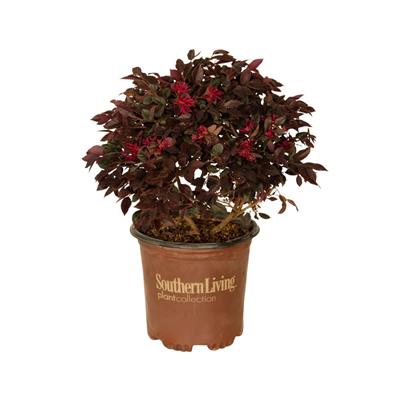 Purple Daydream Loropetalum (2.5 Quart) Flowering Evergreen Shrub with Purple Foliage and Pink Blooms - Full Sun to Part Shade Live Outdoor Plant - So