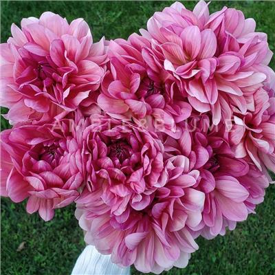Dahlia Sourire de Crozon - LIMIT 1 – Flower Supernova