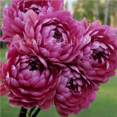 Dahlia Hollyhill Daydream – Flower Supernova