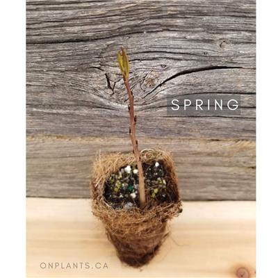 Pawpaw - Shop - Ontario Native Plants