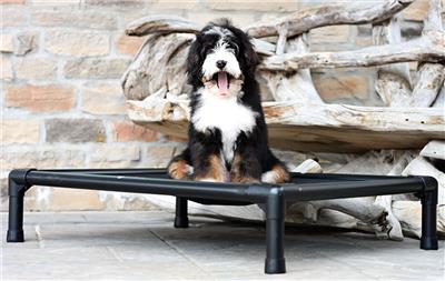Swissridge Canine Placemat – Swissridge Canine Essentials