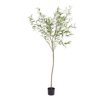 Olive Tree - 190cm | Nood