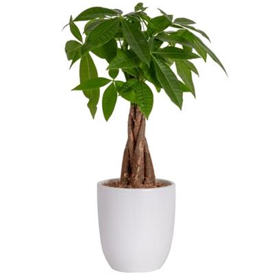 Costa Farms Money Tree, Easy to Grow Live Indoor Plant, Bonsai Houseplant in Ceramic Planter Pot, Potting Soil, Home Décor, Gardening, Birthday, Mothe