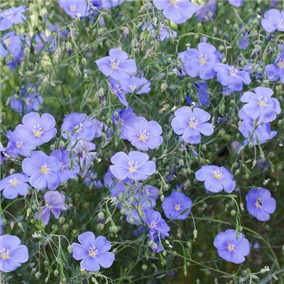 Blue Flax Seeds, Linum perenne | American Meadows