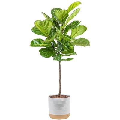 Costa Farms Fiddle Leaf Fig Tree, Ficus Lyrata Live Indoor Plant Potted in Indoor Garden Plant Pot, Potting Soil, Floor Houseplant Gift for Housewarmi