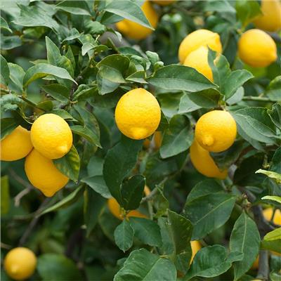 Meyer Lemon Trees - Citrus Trees - Stark Bros
