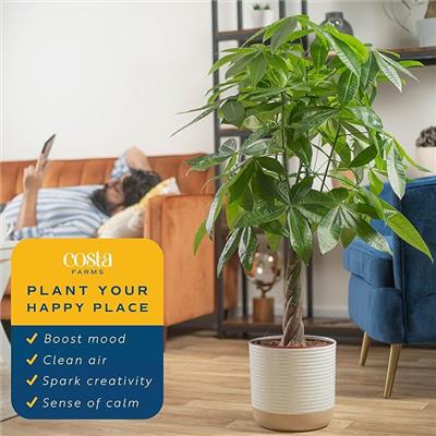 Amazon.com: Costa Farms Money Tree Live Plant, Easy to Grow Houseplant Potted in Indoor Garden Pot, Pachira Bonsai in Potting Soil, Gift for Birthday,