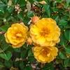 Spring Hill Nurseries Yellow Flowering Sunshine Happy Trails Ground Cover Rose 1 Pack in Bare Root in the Roses department at Lowes.com