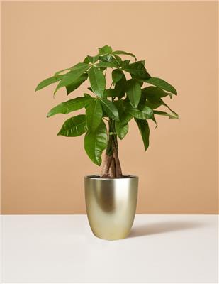 Money Tree Plant | Tropical Indoor Plants & Houseplants for Delivery | The Sill