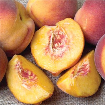 Redhaven Peach Tree for Sale - Grow Organic