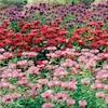Spring Hill Nurseries Multicolor Assorted Flowering Bee Balm Perennial Plant Mixture in 3-Pack Bareroot 3-Pack in the Perennials department at Lowes.c