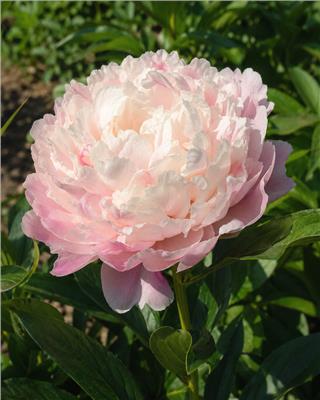 Paeonia lactiflora Cornelia Shaylor bare roots | Buy cream-yellow peonies online at Farmer Gracy UK