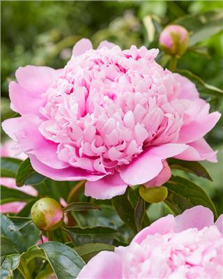 Paeonia lactiflora Monsieur Jules Elie bare roots | Buy pink peonies online at Farmer Gracy UK