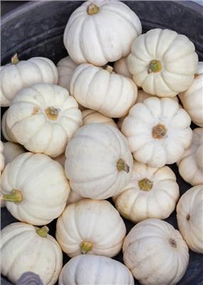 Pumpkin seeds - Baby Boo - buy seeds online – Florea Garden