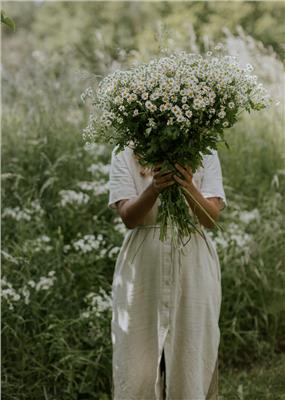 German Chamomile seeds ECO - Buy seeds online – Florea Garden