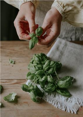Basil seeds ECO - Italiano Classico - Buy seeds online – Florea Garden