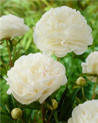 Paeonia Mothers Choice bare roots | Buy ivory-white peonies online at Farmer Gracy UK
