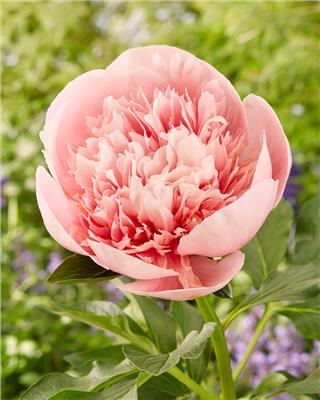 Paeonia Etched Salmon bare roots | Buy Paeonia Etched Salmon online at Farmer Gracy UK