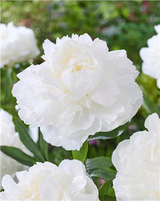 Paeonia Madame Claude Tain bare roots | Buy creamy white peonies online at Farmer Gracy UK