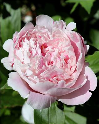 Paeonia Sarah Bernhardt bare roots | Buy pink peonies online at Farmer Gracy UK