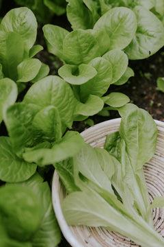 Lettuce seeds - Little Gem - Buy seeds online – Florea Garden
