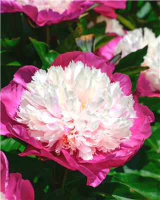Paeonia lactiflora White Cap bare roots | Buy two-toned peonies online at Farmer Gracy UK