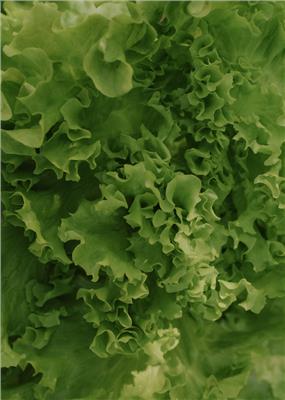 Lettuce seeds - Salad Bowl - Buy seeds online – Florea Garden