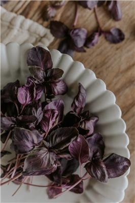 Purple Basil seeds ECO - Red Rubin - Buy seeds online – Florea Garden