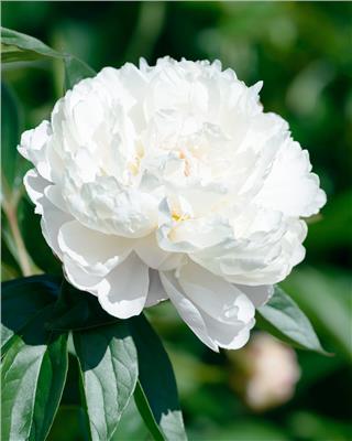 Paeonia Shirley Temple bare roots | Buy white peonies online at Farmer Gracy UK
