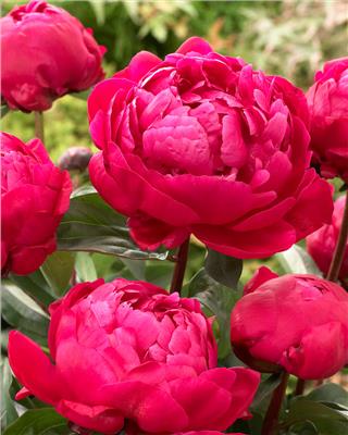 Paeonia Red Sarah Bernhardt bare roots | Buy red peonies online at Farmer Gracy UK