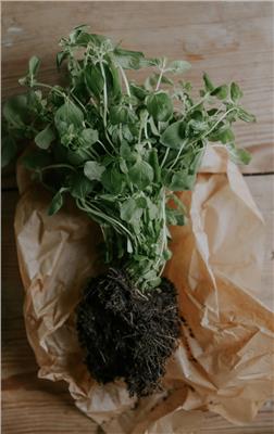 Oregano seeds ECO - Buy seeds online – Florea Garden