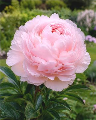 Paeonia lactiflora Pillow Talk bare roots | Buy pink peonies online at Farmer Gracy UK