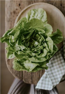 Lettuce seeds - Salad Bowl - Buy seeds online – Florea Garden