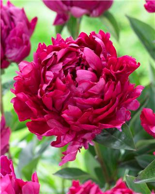 Paeonia lactiflora Lady in Red bare roots | Buy deep red to pink-purple peonies online at Farmer Gracy UK