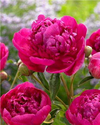 Paeonia lactiflora Félix Crousse bare roots | Buy magenta purple peonies online at Farmer Gracy UK