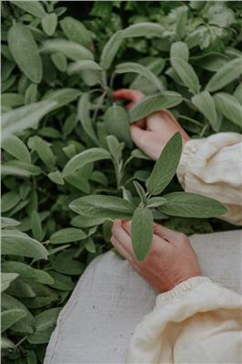 Sage seeds - Buy seeds online – Florea Garden