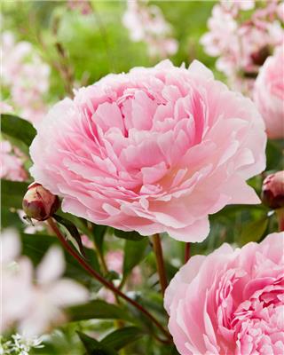 Paeonia Reine Hortense bare roots | Buy soft-pink peonies online at Farmer Gracy UK