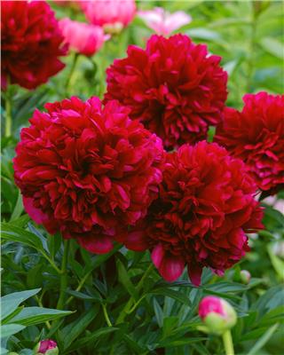 Paeonia Command Performance bare roots | Buy red peonies online at Farmer Gracy UK