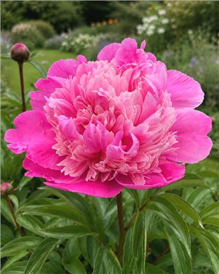 Paeonia Madame Emile Debatene bare roots | Buy online at Farmer Gracy UK