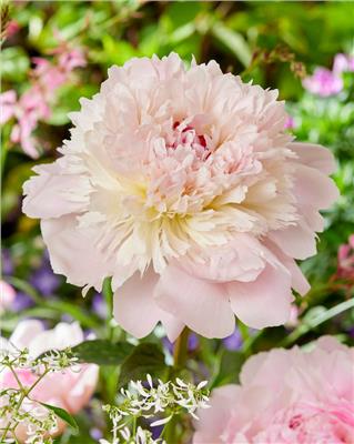Paeonia lactiflora Alertie bare roots | Buy peonies online at Farmer Gracy UK