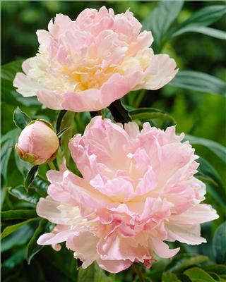 Paeonia lactiflora Raspberry Sundae bare roots | Buy pale pink/vanilla cream peonies online at Farmer Gracy UK