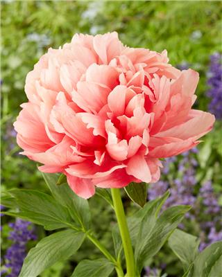 Paeonia Lorelei bare roots | Buy itoh peonies online at Farmer Gracy UK