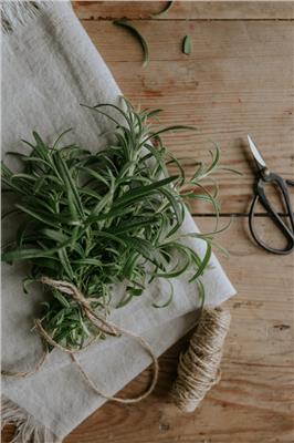 Rosemary seeds ECO - Buy seeds online – Florea Garden