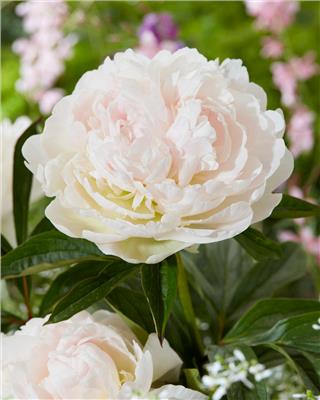 Paeonia lactiflora Puffed Cotton bare roots | Buy peonies online at Farmer Gracy UK