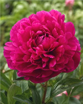 Paeonia lactiflora Paul M. Wild bare roots | Buy pink-purple peonies online at Farmer Gracy UK